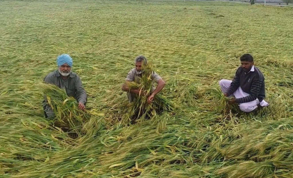 ਬੇਮੌਸਮੀ ਬਾਰਿਸ਼ ਨਾਲ ਹੋਈ ਤਬਾਹੀ, ਕੇਂਦਰੀ ਟੀਮ ਪ੍ਰਭਾਵਿਤ ਜ਼ਿਲ੍ਹਿਆਂ ਦਾ ਦੌਰਾ ਕਰਨ ਲਈ ਪੰਜਾਬ ਪਹੁੰਚੀ